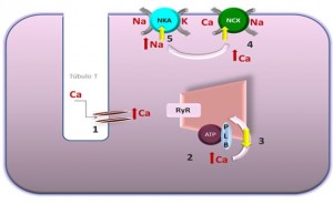 fig4_ing